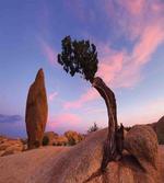 Bonsai Rocks in Twilight
