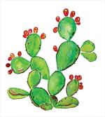 Ripe Prickly Pear Fruits