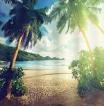Palm Trees and Ocean Photo