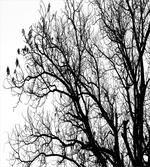 Autumn Fall Tree Branch