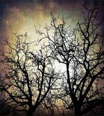 Grunge Branches Twilight
