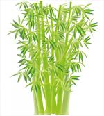 Bamboo Stems with Leaves