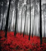 Mystical Foggy Woodland