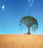 Desert Summer Solitude