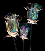 Soap Bubble Look Roses Art