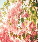 Sunny Summer Blossoms artwork