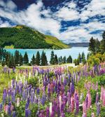 Lake Floral Petals