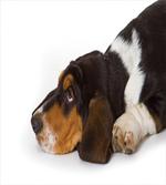 Innocently Lying Dog