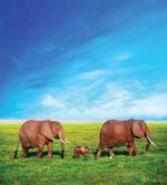 Elephant Family Africa