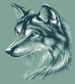 Wild Exotic Wolf Image
