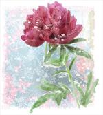 Peony Blossoms Growth