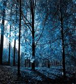 Autumn Woodland