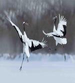Romantic Bird Wings