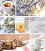 Snow Cat Coffee Donuts