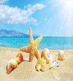 Beach Sand with Starfish