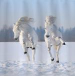 Purebred Horses Wild artwork