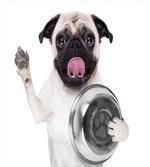Dog Holding Food Bowl