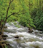 Creek in Spring Forest