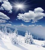 Snow Covered Trees