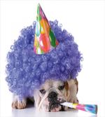 Party Dog Animal