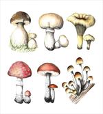 Hand Drawn Fungus