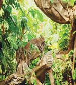 Tropic Wild Jungle Leaf