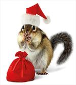 Chipmunk in Santa Hat