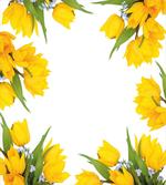 Yellow Tulips