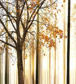 Bare Branches Fall Leaves