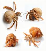 Hermit Crabs Pattern