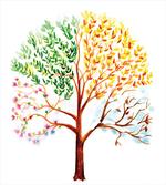 Tree Seasons Nature
