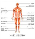 Biology Muscle System