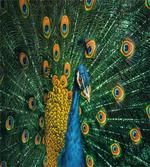 Portrait of the Peacock