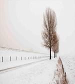 Snow Winter Frozen