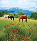 Landscape Rural Scene