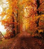 Footpath in Foggy Woods