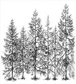 Seasonal Pine Tree Landscape