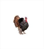 Farm Animal Portrait