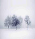 Winter Leafless Forest