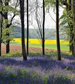 Bluebells Forest Rural
