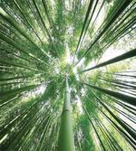 Tropic Rain Forest Bamboo