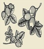 Rosa Canina Sketch