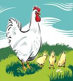 Animal Cartoon