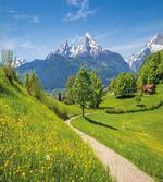 Wild Flowers in Alps