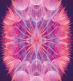Close up Vivid Dandelion artwork