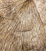 Wooden Nature Forest