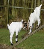 Farm Life with Goats artwork
