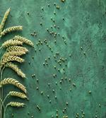 Agriculture Art Wheat