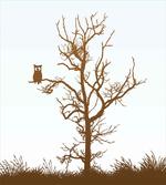 Owl Autumn Tree Branch