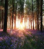 Sunrise Woods in Spring